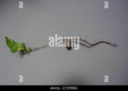 un chêne du fruit à l'arbre Banque D'Images