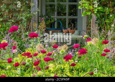 Knautia macedonica dans un jardin de campagne Banque D'Images