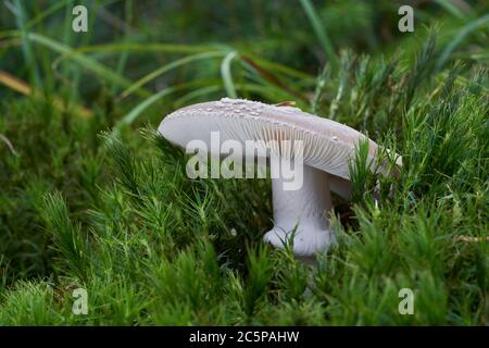 Champignons comestibles Amanita excelsa poussant dans la mousse de la forêt humide d'épinette. Champignon Amanita à pois gris. Herbe autour. Banque D'Images