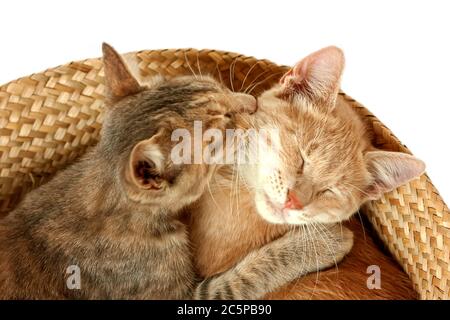 Deux jeunes chats en fourrure rayés dans un panier sur fond blanc. Chatons domestiques mignons. Concept de jour de chat vétérinaire et internatinal. Mise au point sélective. Banque D'Images