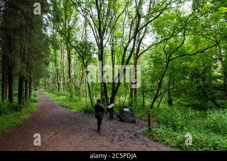 Emplacement de l'incident OVNI de Dechmont Woods. Robert Taylor, travailleur forestier, a signalé avoir vu un vaisseau spatial étranger dans les bois près de Livingston, en 1979. Banque D'Images