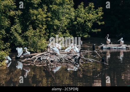 Un troupeau de pélicans blancs assis sur les îles de brindilles dans un étang dans le zoo de la ville. Moscou, Russie, juillet 2020. Banque D'Images