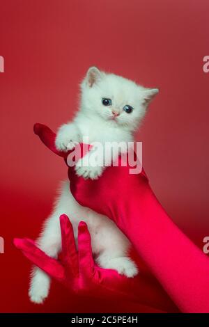 Chaton britannique blanc dans les mains des femmes en gants de soie sur fond rouge Banque D'Images