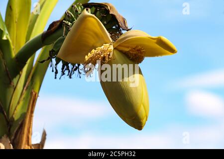Fleur de banane et jeune banane sur l'arbre Banque D'Images