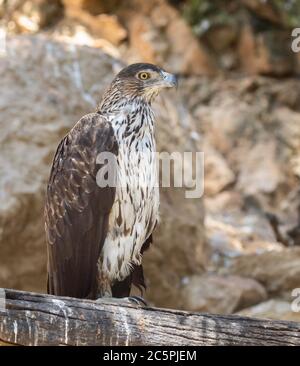 Un aigle de Bonelli se reposant dans son enceinte dans le zoo de Jérusalem, Israël. Banque D'Images