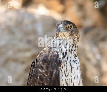 Un portrait d'un aigle de Bonelli reposant dans son enceinte dans le zoo de Jérusalem, Israël. Banque D'Images