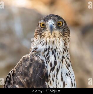 Un portrait en gros plan d'un aigle de Bonelli qui se repose dans son enceinte dans le zoo de Jérusalem, Israël. Banque D'Images