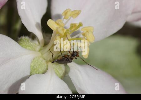 Petit coléoptère longhorn Grammoptera ruficornis, famille des Cerambycidae se nourrissant des fleurs blanches d'un pommier (Malus). Printemps, avril, pays-Bas Banque D'Images