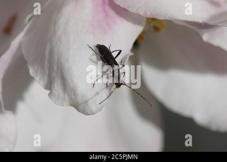 Petit coléoptère longhorn Grammoptera ruficornis, famille des Cerambycidae se nourrissant des fleurs blanches d'un pommier (Malus). Printemps, avril, pays-Bas Banque D'Images