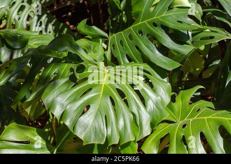 Maison tropicale jardin plante verte Banque D'Images
