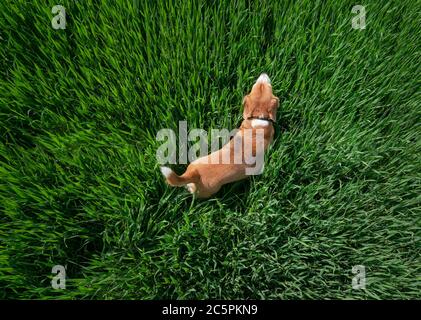 Jeune chien beagle marchant sur le chemin menant en herbe verte haute vue du dessus image aérienne. Banque D'Images