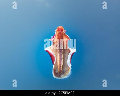 Danseuse espagnole, Hexabranchus sanguineus, isolée sur fond bleu. La danseuse espagnole est une branche nuditrice de dorides. Photo de Malapascua, Philippines Banque D'Images