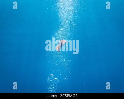 Danseuse espagnole, Hexabranchus sanguineus, isolée sur fond bleu. La danseuse espagnole est une branche nuditrice de dorides. Photo de Malapascua, Philippines Banque D'Images