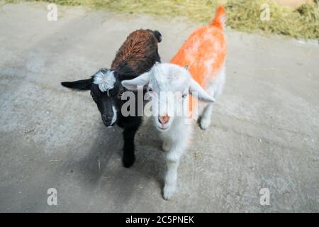 Deux petites chèvres sur la ferme. Nouveau-nés de chèvres blancs et noirs. Bétail Banque D'Images
