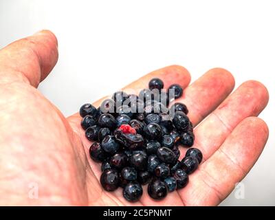 Les fruits des bleuets sauvages dans une main de man. Banque D'Images
