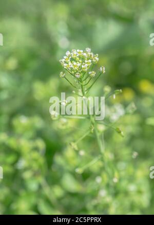 Petites fleurs blanches de Shepherds Purse / Capsella bursa-pastoris. Les gousses de semences se forment au bas de la tête de fleur. Une fois utilisé par voie médicale. Également comestibles. Banque D'Images