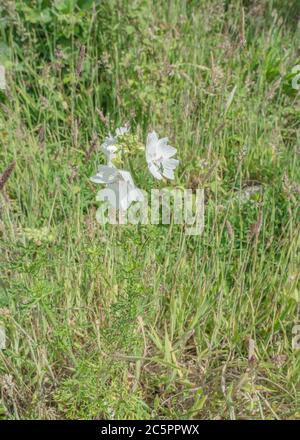 Forme de fleur blanche de Musk Mallow / Malva moschata. Probablement la variante M. moschata alba plutôt que la vraie MM. Ancienne plante médicinale utilisée pour les remèdes à base de plantes Banque D'Images