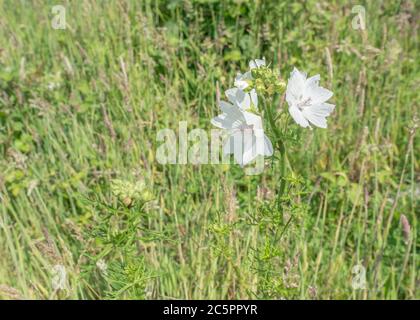 Forme de fleur blanche de Musk Mallow / Malva moschata. Probablement la variante M. moschata alba plutôt que la vraie MM. Ancienne plante médicinale utilisée pour les remèdes à base de plantes Banque D'Images