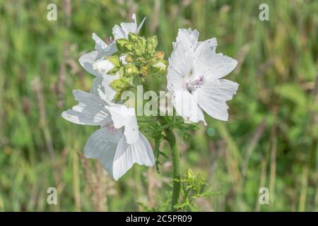 Forme de fleur blanche de Musk Mallow / Malva moschata. Probablement la variante M. moschata alba plutôt que la vraie MM. Ancienne plante médicinale utilisée pour les remèdes à base de plantes Banque D'Images