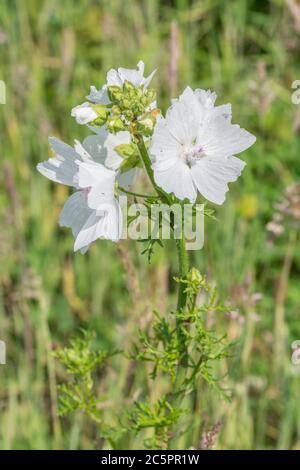 Forme de fleur blanche de Musk Mallow / Malva moschata. Probablement la variante M. moschata alba plutôt que la vraie MM. Ancienne plante médicinale utilisée pour les remèdes à base de plantes Banque D'Images