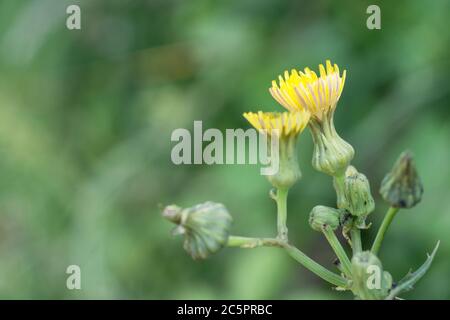 Fleurs / Floraison de Sow-Thistle / Sonchus oleraceus lisse. Jeunes feuilles comestibles et utilisées comme herbes médicinales. Mauvaises herbes communes du Royaume-Uni/d'Europe. Banque D'Images