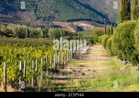 Un vignoble à Franschhoek, près du Cap, Afrique du Sud Banque D'Images