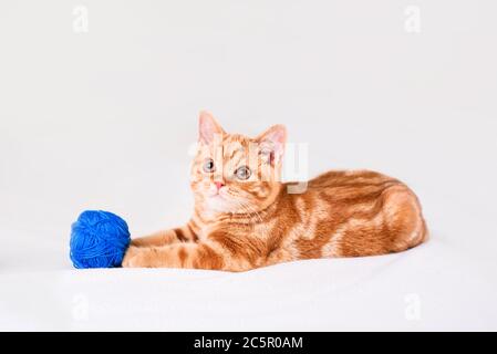 Un petit chaton aux cheveux rouges sur un lit léger est avec des fils. Placer pour le texte Banque D'Images