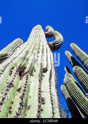 Vue sur le ciel bleu le long des côtes et des épines d'un cactus saguaro près de Phoenix, Arizona. Banque D'Images