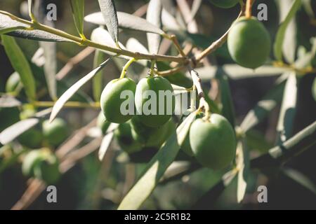 Accent sélectif sur les olives rippantes ensoleillées sur les arbres avec des fruits et des feuilles flous Banque D'Images