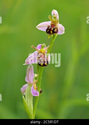 Les délicates fleurs roses et jaunes d'orchidées d'abeille (Ophrys apifera) sur le pic de fleurs se démarquent de la prairie verte humide du North Yorkshire, Angleterre, Royaume-Uni Banque D'Images