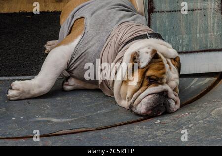 Chien de race Sharpei prend une sieste avec des vêtements dessus. Banque D'Images