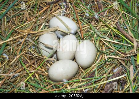 Oeufs de Mute Swan, Cygnus olor, nichent avec cinq oeufs, Brent Reservoir, Welsh Harp réservoir, Londres, Royaume-Uni Banque D'Images