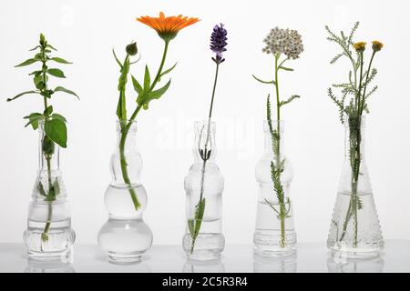 Origan, calendula, lavande, yarrow et santolina en bouteilles de verre sur fond blanc Banque D'Images