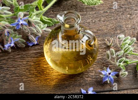 Une bouteille d'huile de bourrache avec une plante fraîche de fleur d'orger Banque D'Images