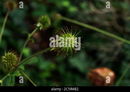 Geum urbanum, fruit mûr de l'herbe de Saint Benoît Banque D'Images