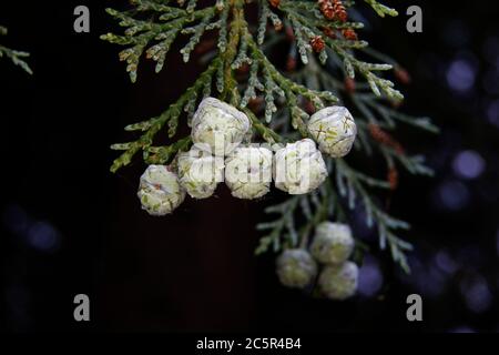 Chamaecyparis lawsoniana, gros plan des cones de la taille d'un pois d'un cyprès de Lawson Banque D'Images