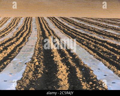 film de paillis sur sillon de la composition abstraite de champ labouré dans l'agriculture sicilienne Banque D'Images