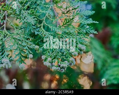 Fleurs Thuja Arbovitaes conifères avec des attitudes de guérison Banque D'Images