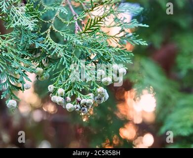 Fleurs Thuja Arbovitaes conifères avec des attitudes de guérison Banque D'Images