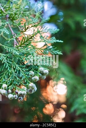Fleurs Thuja Arbovitaes conifères avec des attitudes de guérison Banque D'Images