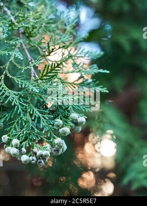 Fleurs Thuja Arbovitaes conifères avec des attitudes de guérison Banque D'Images