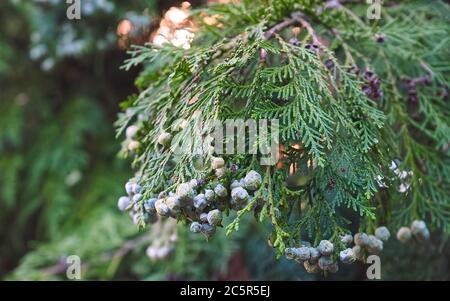Fleurs Thuja Arbovitaes conifères avec des attitudes de guérison Banque D'Images