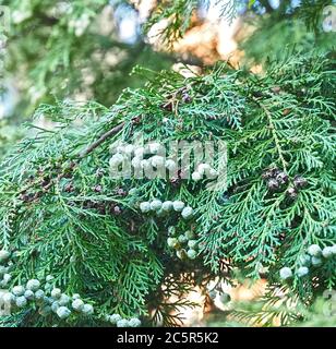 Fleurs Thuja Arbovitaes conifères avec des attitudes de guérison Banque D'Images