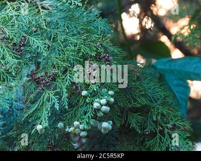 Fleurs Thuja Arbovitaes conifères avec des attitudes de guérison Banque D'Images