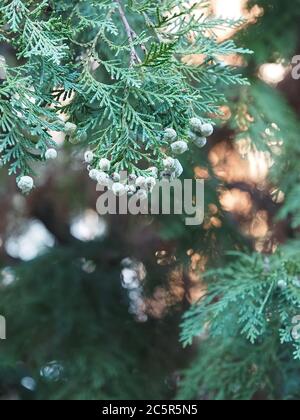 Fleurs Thuja Arbovitaes conifères avec des attitudes de guérison Banque D'Images
