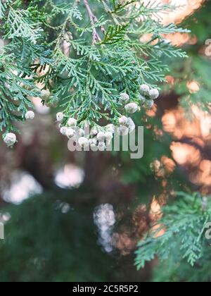 Fleurs Thuja Arbovitaes conifères avec des attitudes de guérison Banque D'Images
