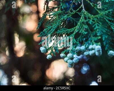Fleurs Thuja Arbovitaes conifères avec des attitudes de guérison Banque D'Images