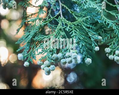 Fleurs Thuja Arbovitaes conifères avec des attitudes de guérison Banque D'Images