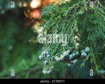 Fleurs Thuja Arbovitaes conifères avec des attitudes de guérison Banque D'Images