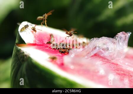 Wasps mangeant de pastèque recouverte de film plastique. Les Wasps se sont envolé dans l'appareil photo Banque D'Images